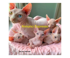 Sphynx gatto nudo