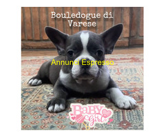 Bulldog francese Bouledogue