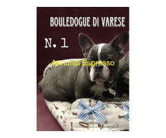 Bulldog francese Bouledogue