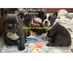 Bulldog francese Bouledogue