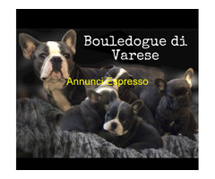 Bulldog francese Bouledogue