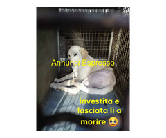 In regalo  ROXY 18 MESI 18/20 KG SIMIL L