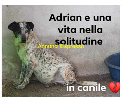 In regalo  ADRIAN MASCHIO TAGLIA GRANDE