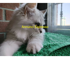 Gatto British Longhair
