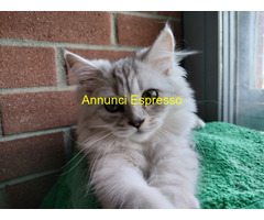 Gatto British Longhair