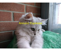 Gatto British Longhair