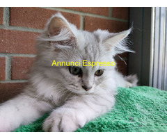 Gatto British Longhair