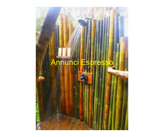 Canne di bambù  bamboo da 1 a 10 cm.diametro