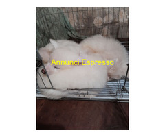 Akita inu cuccioli