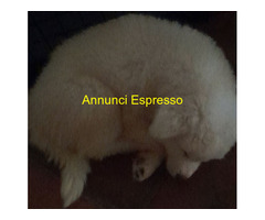 Akita inu cuccioli