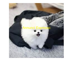 In regalo Volpino di Pomerania Toy