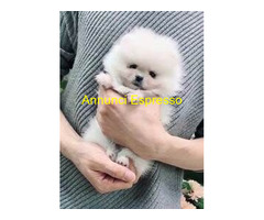 In regalo Volpini di Pomerania Toy