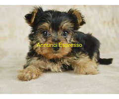 In regalo Cucciolo di Yorkshire Terrier