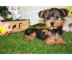 In regalo Yorkshire Terrier