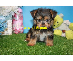In regalo Cucciolo Maschio Yorkshire