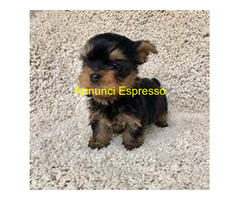 In regalo Yorkshire Terrier