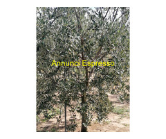 Terreno coltivabile mq2700 Privato