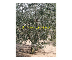 Terreno coltivabile mq2700 Privato