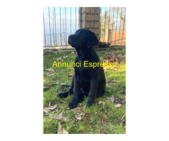 Cuccioli Labrador