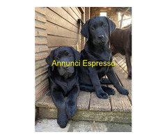Cuccioli Labrador