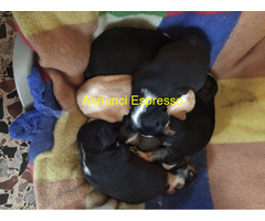 In regalo Cuccioli di Cane Meticcio