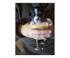In regalo Cuccioli di Cane Meticcio