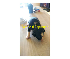 In regalo Cane Meticcio