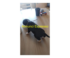 In regalo Cane Meticcio