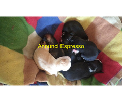 In regalo Cane Meticcio