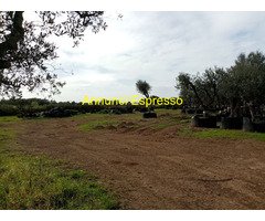 Affitto terreno coltivabile mq7500 Privato
