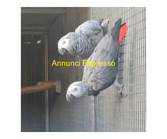 Pappagalli cenerini africani m