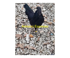 Uova feconde di ayam cemani