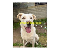 In regalo CUCCIOLO TEO ASPETTA UNA MAMMA