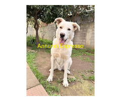 In regalo CUCCIOLO TEO ASPETTA UNA MAMMA