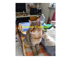 Gattina