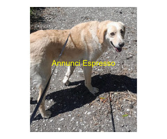 In regalo NEVE ASPETTA UNA FAMIGLIA