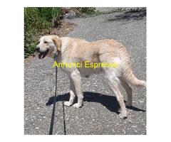 In regalo NEVE ASPETTA UNA FAMIGLIA