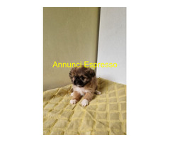 Shih Tzu femminuccia