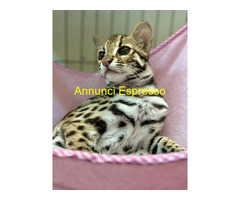 Ocelot kitten