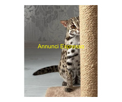 Ocelot kitten
