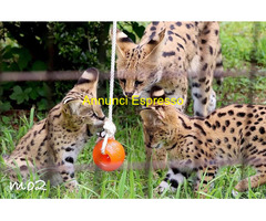 La vendita gattini Serval