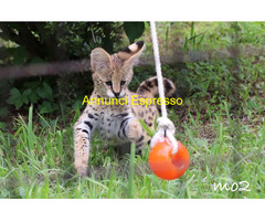La vendita gattini Serval