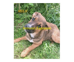 In regalo UNA MAMMA PER MILO