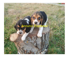 Beagle tricolore femminucce