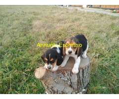 Beagle tricolore femminucce