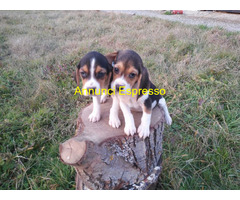 Beagle tricolore femminucce