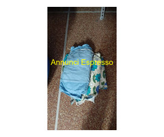 Tenda campeggio