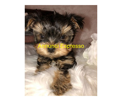 In regalo Cuccioli di yorkie