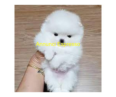 Cerco in regalo Pomerania