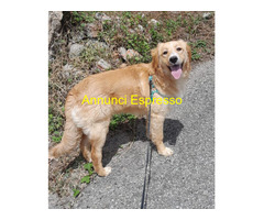 In regalo SISSY MIX GOLDEN RETRIVER